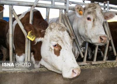 به نژادی گاوها با هدف خودکفایی در فراوری محصولات لبنی و گوشت