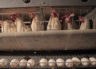 در بازار مرغ و تخم مرغ اهواز چه خبر است؟